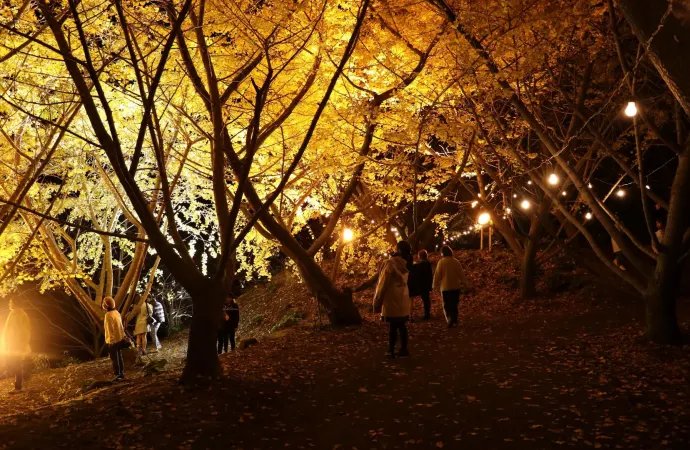 🍂 다루미즈 천본 은행나무 정원(타루미즈 센본 이초엔) 이미지 10